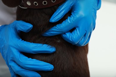 Veterinarian examining dog's skin for ticks, closeup
