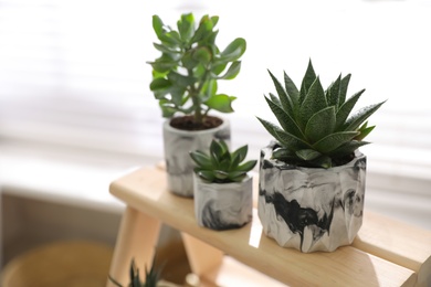 Beautiful potted succulents on wooden stand indoors