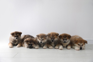 Photo of Adorable Akita Inu puppies on floor near light wall. Space for text