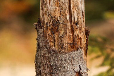 Photo of Texture of damaged bark on tree trunk outdoors, closeup