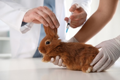 Photo of Professional veterinarians vaccinating bunny in clinic, closeup