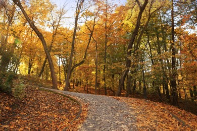 Beautiful yellowed trees and paved pathway in park