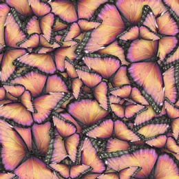 Image of Many bright butterflies as background. Beautiful insect