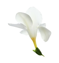 Photo of Beautiful freesia flower with tender petals isolated on white