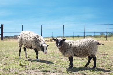 Photo of Cute funny sheep on field. Beautiful pet