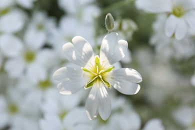Beautiful small white snow-in-summer flower, closeup view