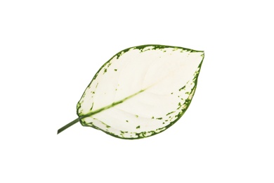 Aglaonema leaf isolated on white. Beautiful tropical plant