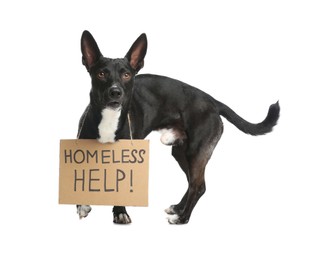Cute black dog with Homeless Help! sign on white background. Lonely pet