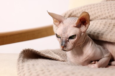 Beautiful Sphynx cat wrapped in soft blanket at home. Lovely pet