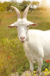 Photo of Beautiful white goat in field on sunny day. Animal husbandry