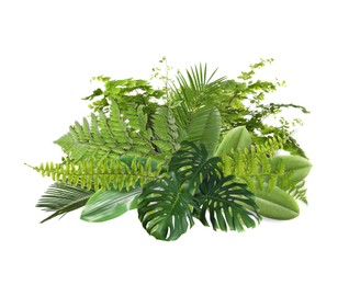 Image of Beautiful composition with fern and other tropical leaves on white background