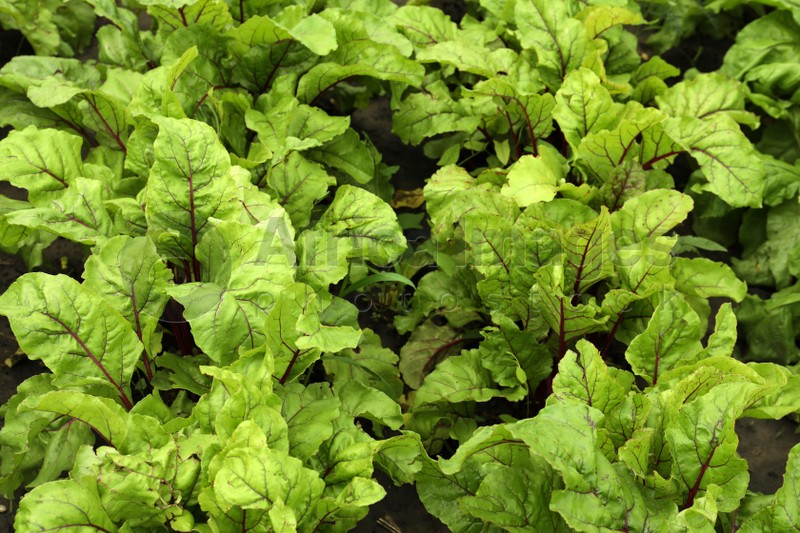 Beetroot plants with green leaves growing in garden