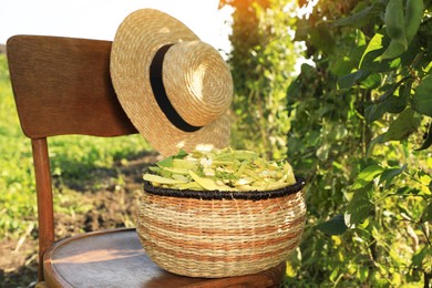 Wicker basket with fresh green beans and hat on wooden chair in garden