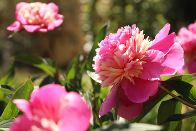 Closeup view of blooming pink peony bush outdoors