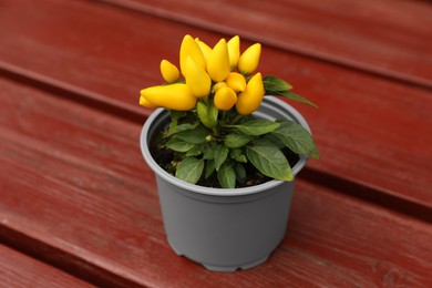 Capsicum Annuum plant. Potted yellow chili pepper on wooden table outdoors