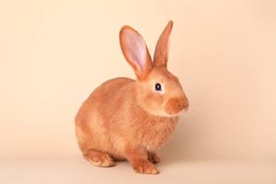 Cute bunny on beige background. Easter symbol