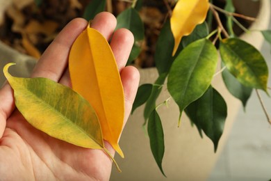 Woman with fallen yellow leaves near houseplant, closeup. Space for text