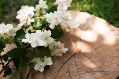 Branches of beautiful jasmine flowers on wooden stump outdoors. Space for text