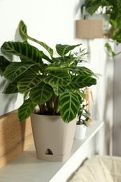Calathea zebrina plant in pot on white wooden shelf indoors. House decor
