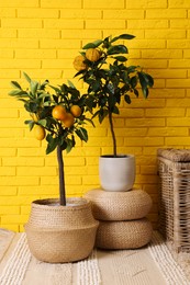 Idea for minimalist interior design. Small potted bergamot and lemon trees with fruits near bright yellow brick wall
