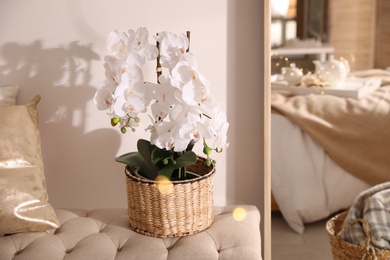 Beautiful potted white orchids in room. Interior design
