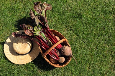 Photo of Beets in wicker basket and straw hat on green grass, top view. Space for text