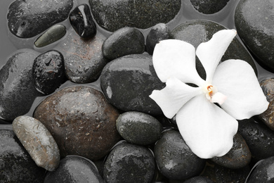 Photo of Orchid flower on spa stones in water, top view. Zen lifestyle