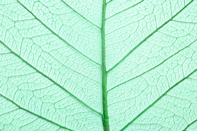 Closeup view of beautiful decorative skeleton leaf