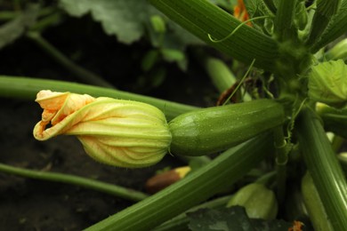 Blooming green plant with unripe zucchini in garden