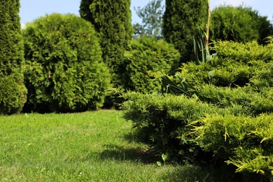 Photo of Wonderful green thuja plants growing in garden. Picturesque landscape
