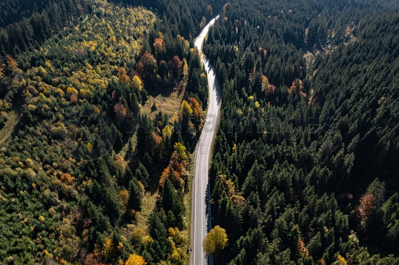 Aerial view of asphalt road surrounded by coniferous forest on sunny day. Drone photography