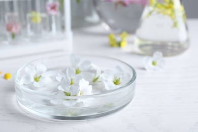 Petri dish with flowers on white wooden table. Extracting essential oil for perfumery and cosmetics