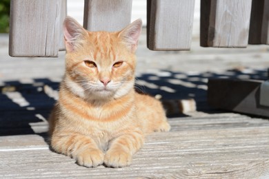 Lonely stray cat outdoors on sunny day, space for text. Homeless pet