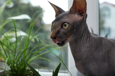 Sphynx cat near houseplant indoors, space for text