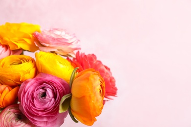 Beautiful fresh ranunculus flowers on color background, closeup. Space for text