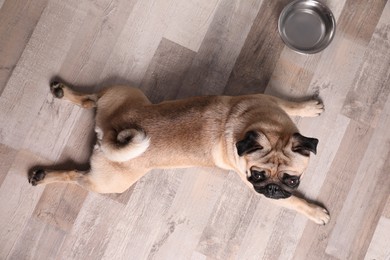 Cute pug dog suffering from heat stroke near bowl of water on floor at home, top view