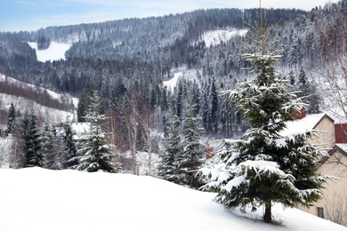 Beautiful snowy fir tree near building on winter day