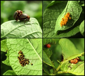 Image of Collage with different photos of Colorado potato beetles on green leaves