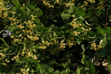 Beautiful linden tree with blossoms and green leaves outdoors