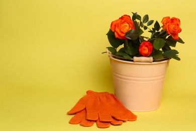 Gardening gloves and bucket with beautiful roses on yellow background. Space for text