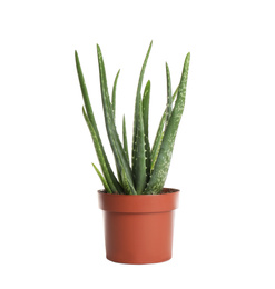Photo of Aloe vera in flowerpot isolated on white
