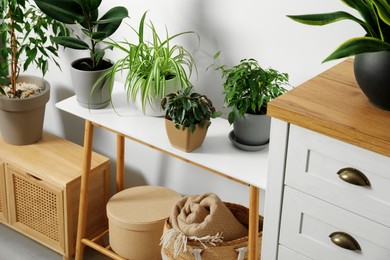 Photo of Stylish wooden furniture with beautiful green houseplants near white wall indoors. Interior design