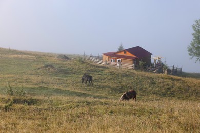 Horses grazing on pasture outdoors in misty morning. Lovely domesticated pets