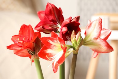 Photo of Beautiful red amaryllis flowers at home, closeup