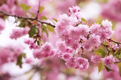 Beautiful blossoming sakura outdoors on spring day, closeup