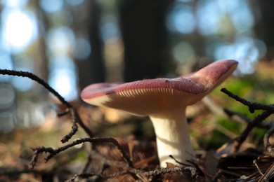Russula mushroom growing in forest, closeup view