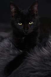 Black cat with beautiful eyes on fuzzy rug against dark background