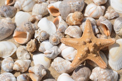 Beautiful starfish and sea shells on sand, closeup