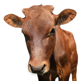 Cute brown calf on white background, closeup view. Animal husbandry