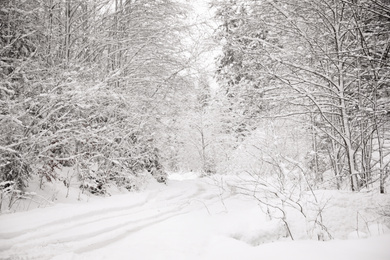 Beautiful landscape with snowy forest and road on winter day